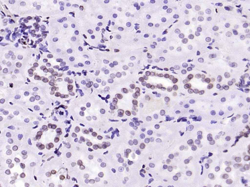 核纤层蛋白A抗体-bsm-34042M